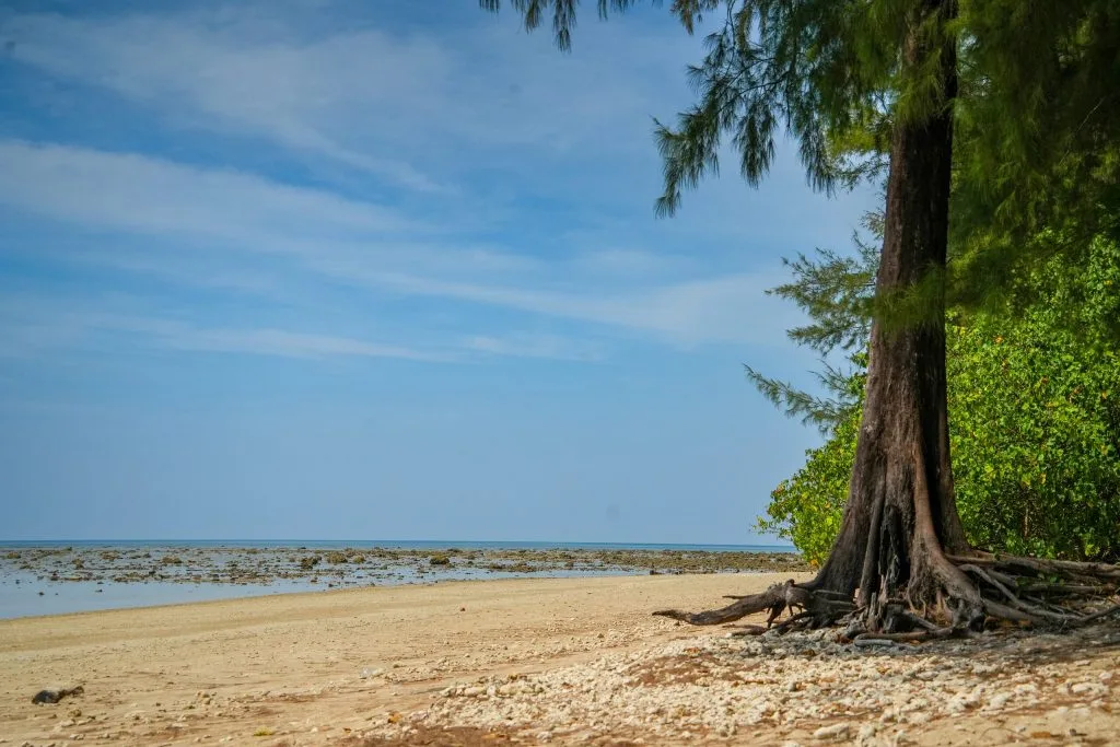 Casuarina Tree On The Coral-Strewn Shore Of Pakarang Cape At Low Tide, Khao Lak